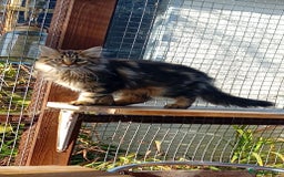 Maine Coon cats for sale: Beautiful female Maine coon kittens available - Image 3