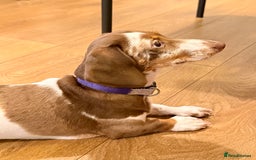 Miniature Dachshund dogs for sale: 8 month old miniature dachshund girl for sale - Image 3