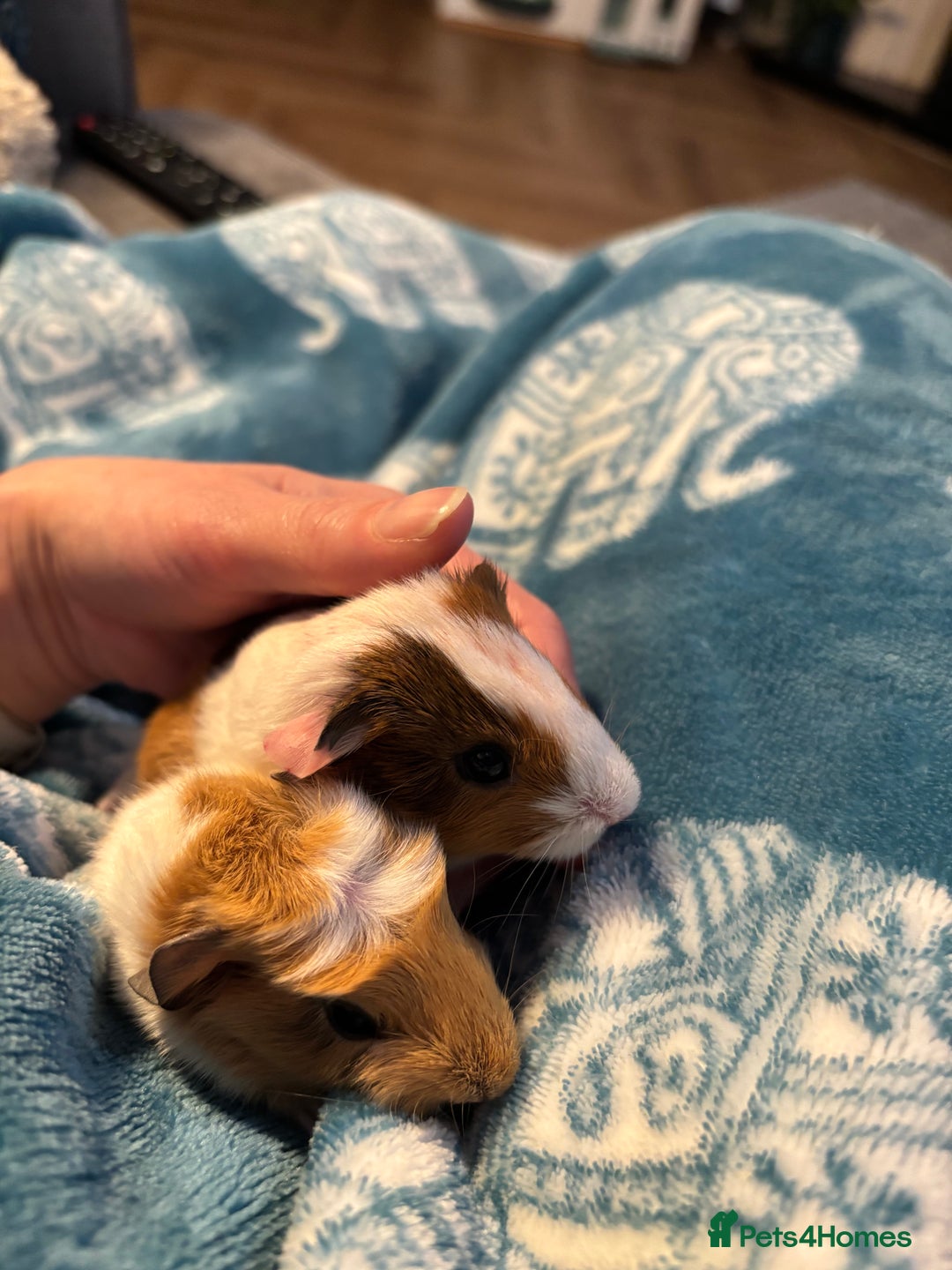 Guinea Pig rodents for sale: Gorgeous Guinea pigs pair of brothers - Advert 3