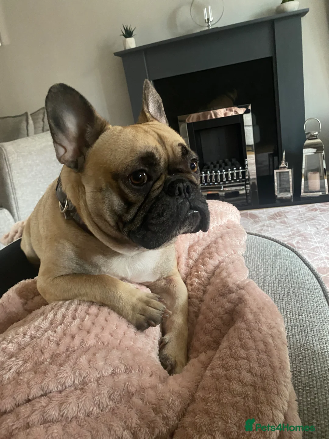 French Bulldog dogs for sale: French bulldog  in Beverley - Advert 2
