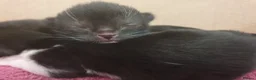 British Shorthair cats for sale: 3 British shorthair kittens - Advert 5