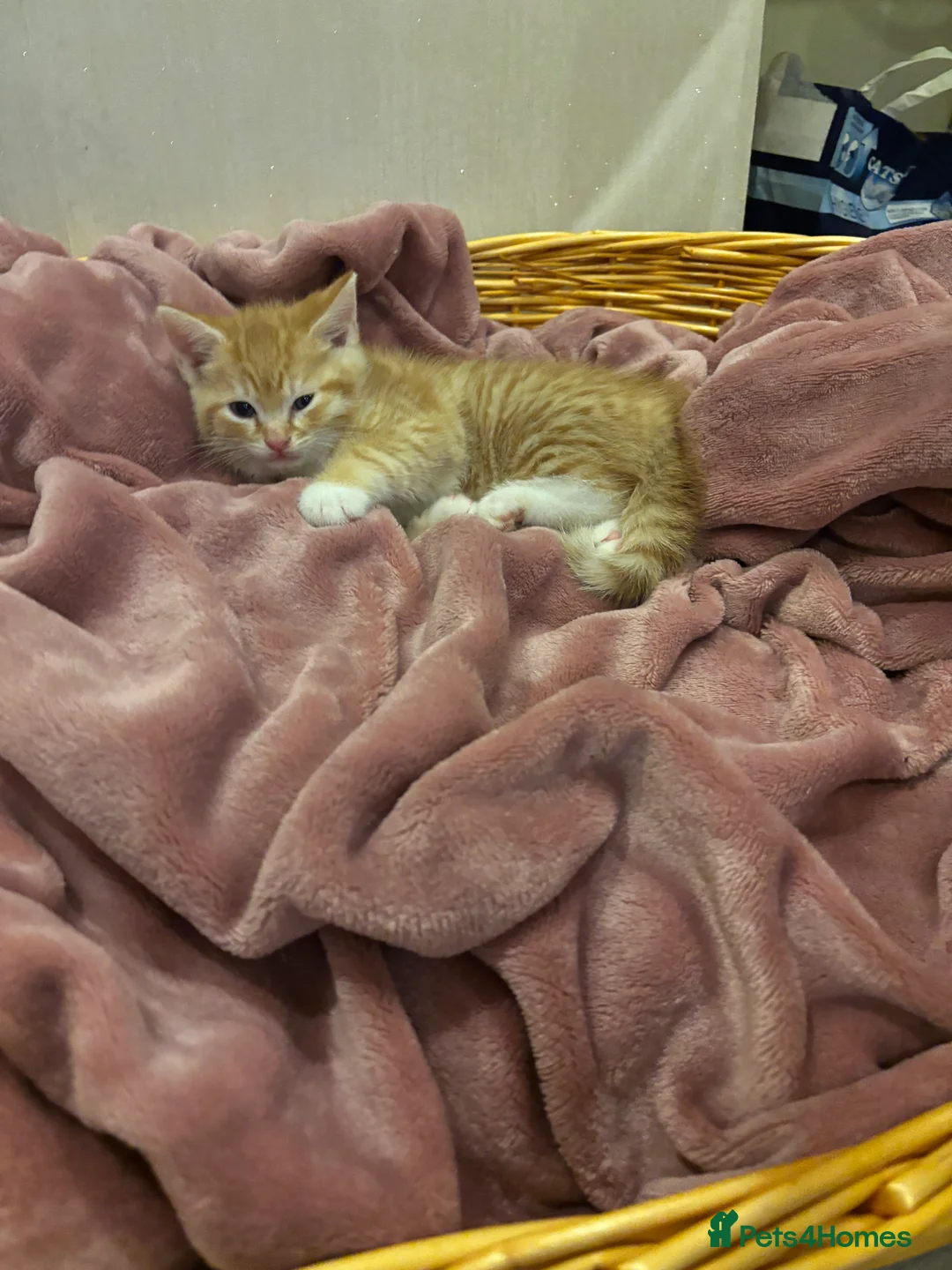 Mixed Breed cats for sale: Happy kittens  - Advert 4