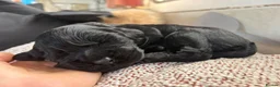 Cocker Spaniel dogs for sale: 🐾🐶Beautiful black show type cocker spaniels 🐾🐶 in Alton - Advert 13