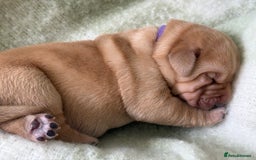 Labrador Retriever dogs for sale: Labrador pups service quality assured - Image 8