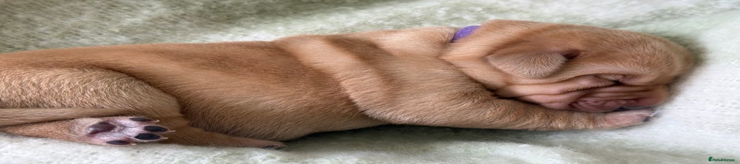 Labrador Retriever purple