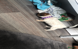 Jack Russell dogs for sale: 2 beautiful miniature jack Russell puppys - Image 7