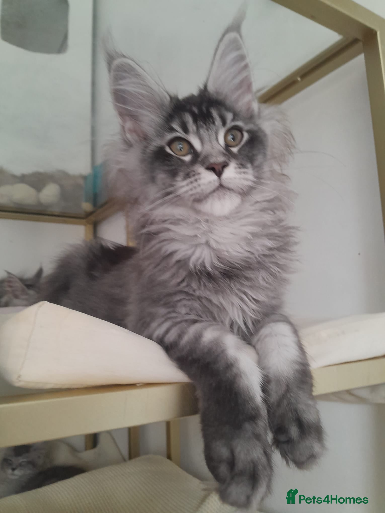 Maine Coon cats black silver poly Girl&others 5G TICA maine coon  - Advert 17