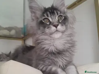 Maine Coon cats black silver poly Girl&others 5G TICA maine coon - Advert 17