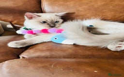 Ragdoll cats for sale: SILKY GCCF PEDIGREE RAGDOLL - Championline  in London - Image 25