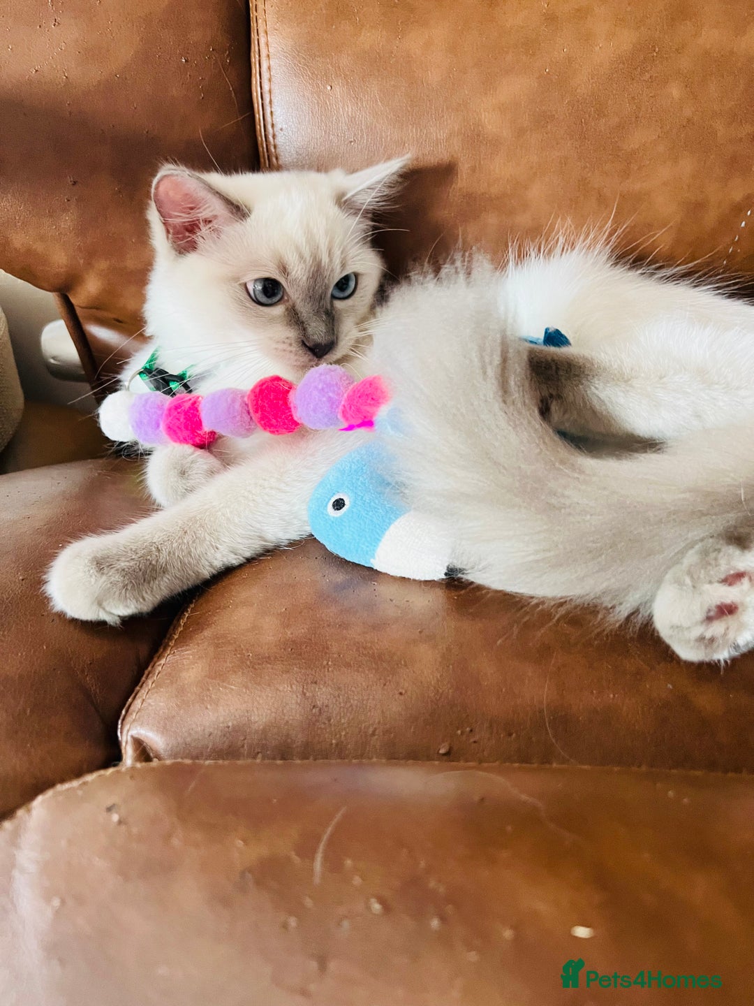 Ragdoll cats for sale: SILKY GCCF PEDIGREE RAGDOLL - Championline  in London - Image 25