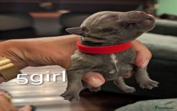 Staffordshire Bull Terrier dogs for sale: Ms/Mister - Image 19