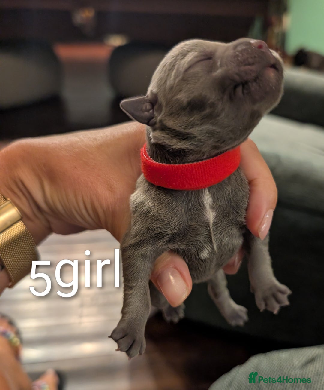 Staffordshire Bull Terrier dogs for sale: Ms/Mister - Image 19