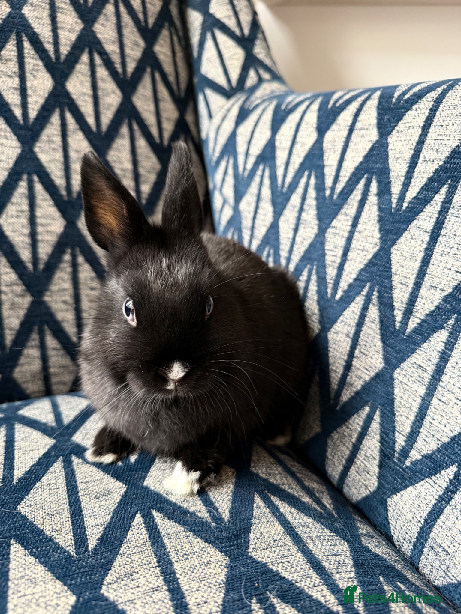 Netherland Dwarf rabbits for sale: Female Netherland Dwarf - Advert 7