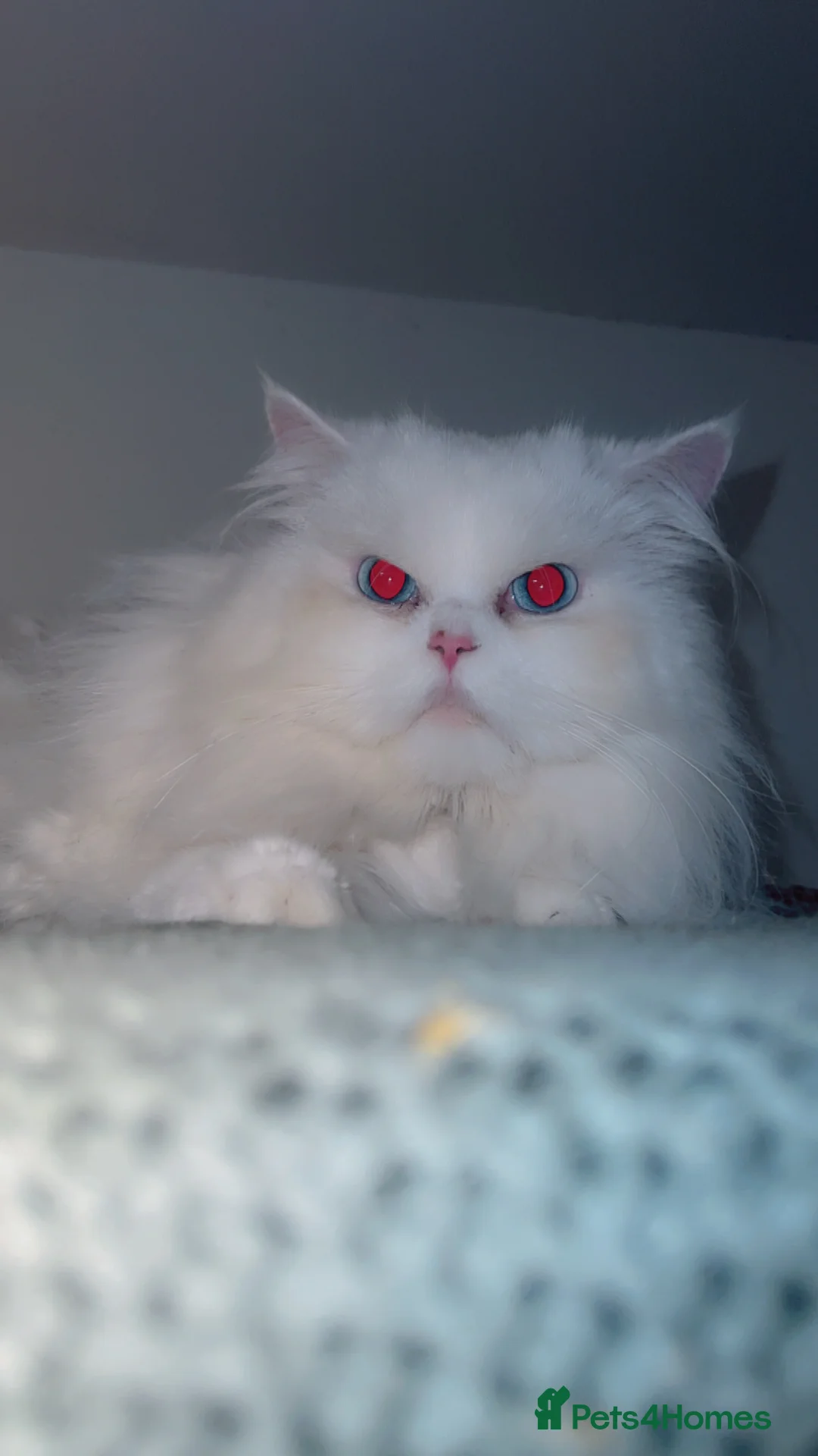 Persian cats for stud: Stunning blue eye very fluffy persion stud only - Advert 5