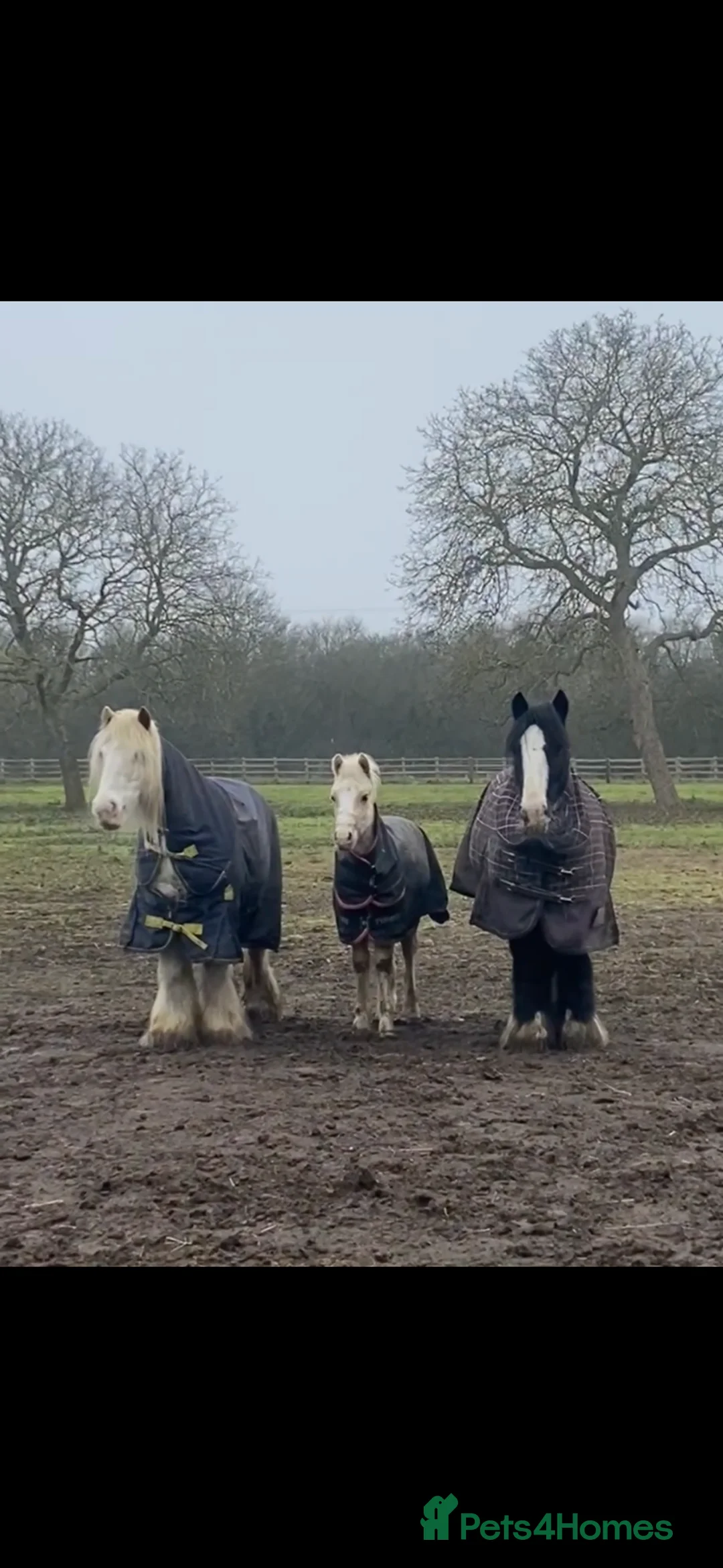 Welsh Section C horses for sale: Reg Welsh sec c palomino yearling colt in Huntingdon - Advert 2