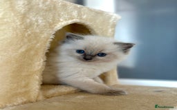 Ragdoll cats for sale: Exceptional Quality Ragdoll Kittens  - Image 6