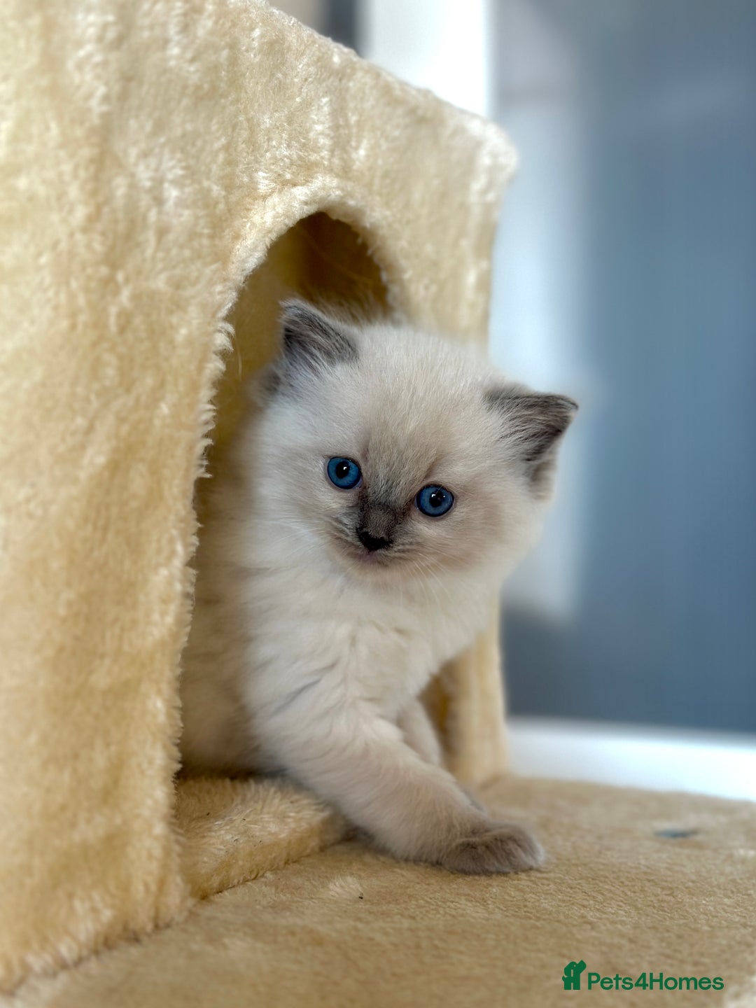 Ragdoll cats for sale: Exceptional Quality Ragdoll Kittens  - Image 6