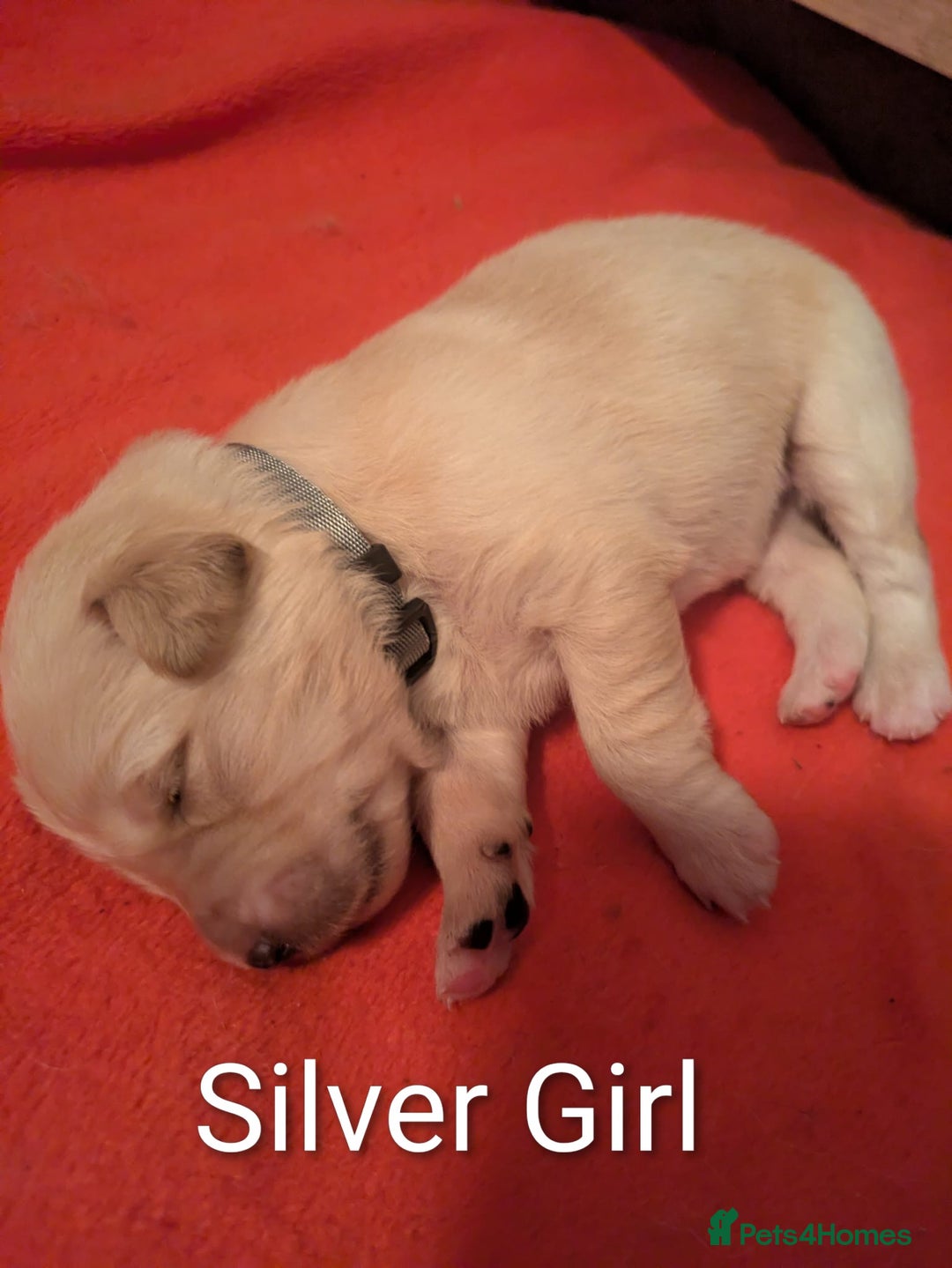 Mixed Breed dogs for sale: Golden Shepherd puppies  - Image 23