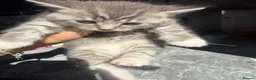 British Shorthair cats for sale: 4 beautiful tabby bsh kittens  in Birmingham - Advert 17