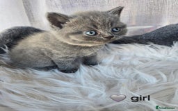 British Shorthair cats for sale: A charming kitten will be available in December. - Image 25