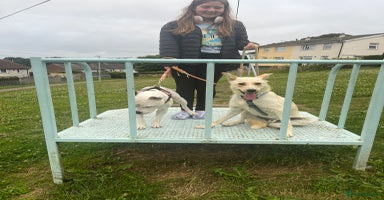 Mixed Breed dogs - Advert 15