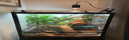 Gecko reptiles for sale: Full set up crested gecko. in Northwich - Advert 3