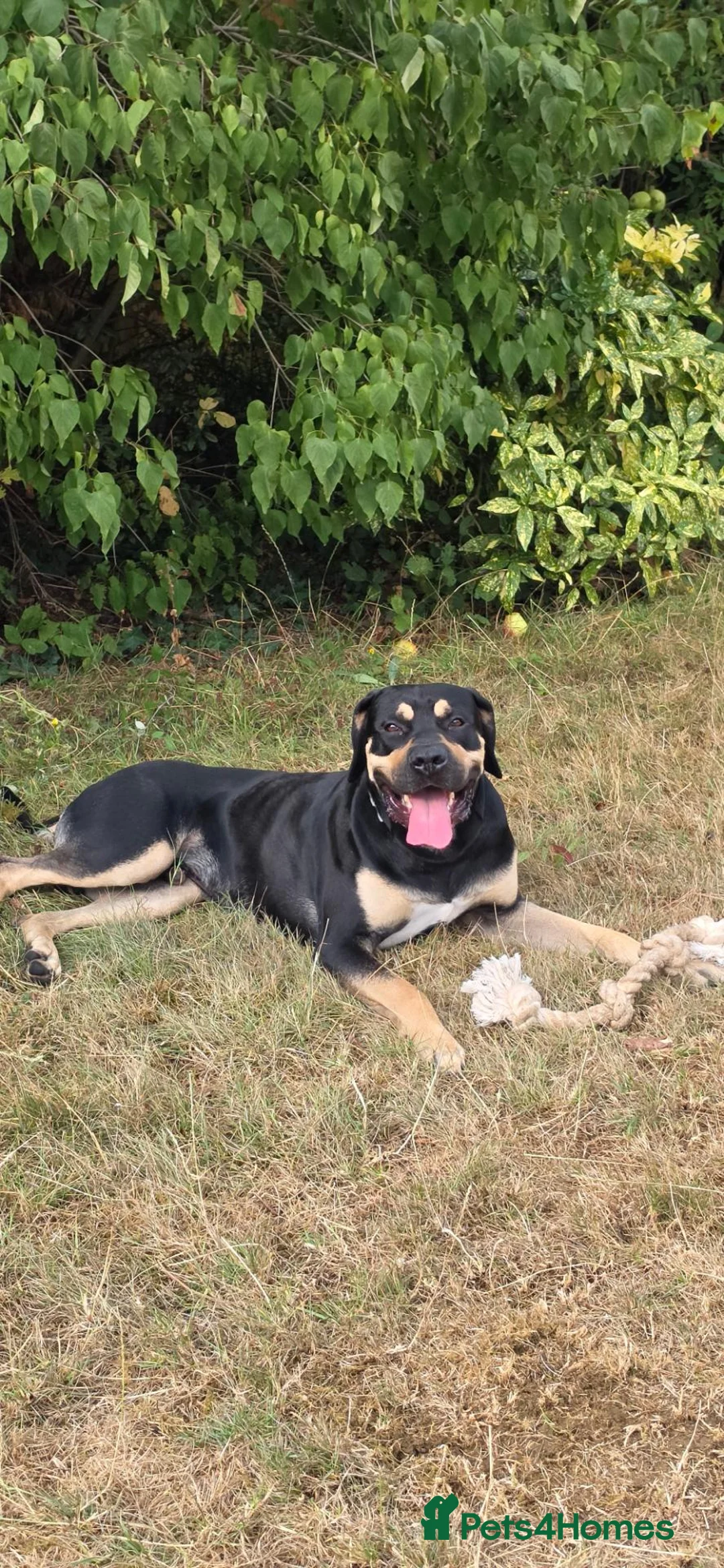 Mixed Breed dogs for sale: Freddie - Cane Corso/Bullmastiff - 2 Years Old - Advert 12