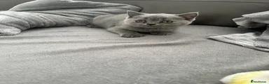 British Shorthair 1