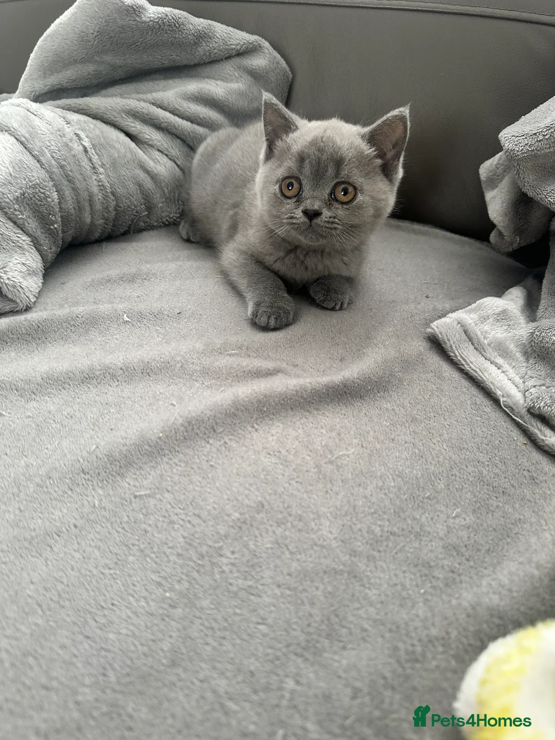 British Shorthair cats for sale: Baby boy  in Newark - Advert 2