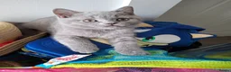 British Shorthair cats for sale: Quality Chunky BSH one boy one girl available  - Advert 6