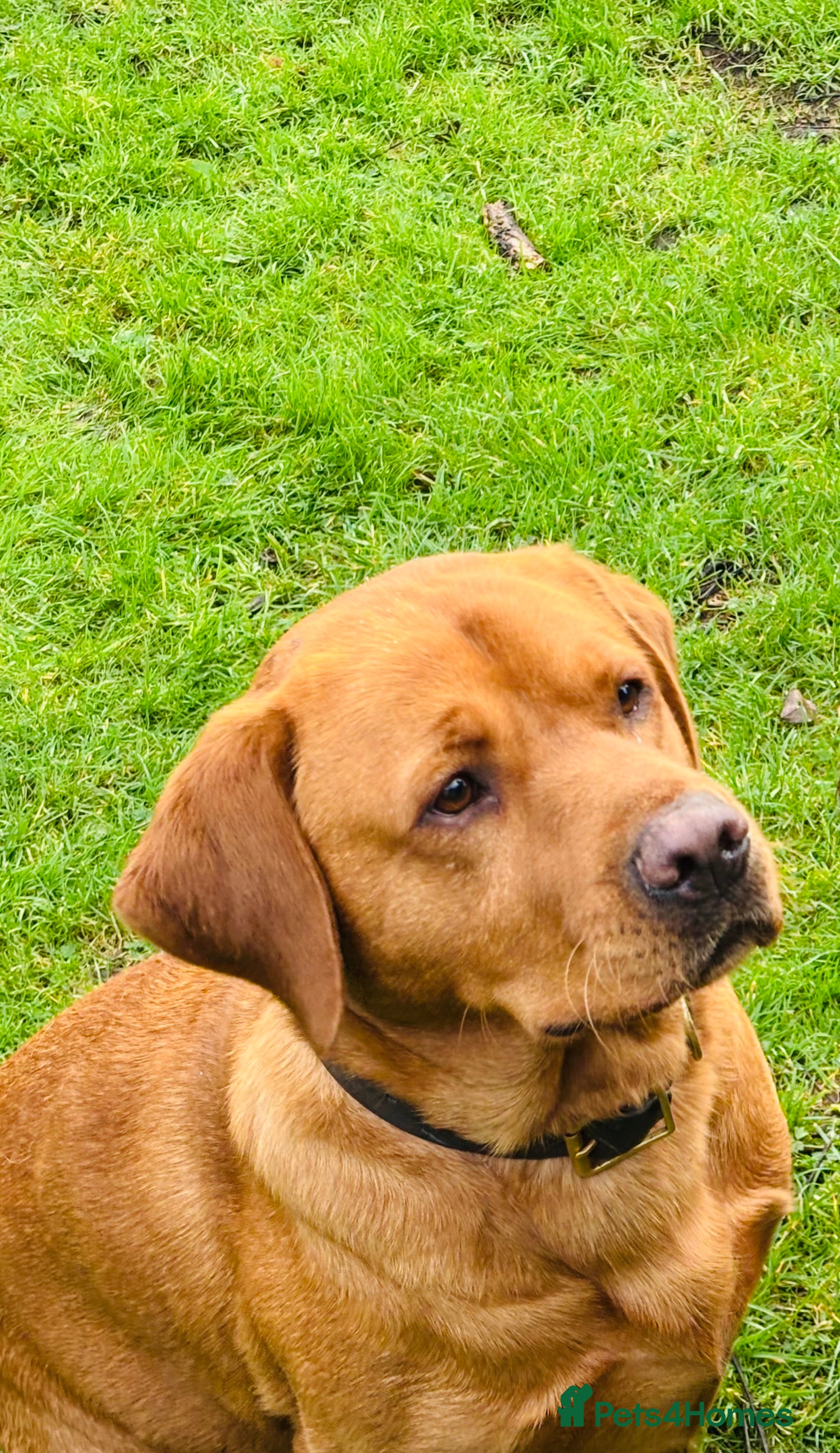 Labrador Retriever dogs Fox red proven Labrador stud - Advert 3