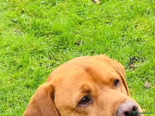 Labrador Retriever dogs Fox red proven Labrador stud - Advert 3