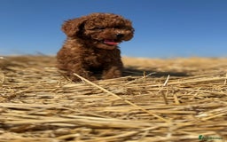 Toy Poodle dogs for sale: Toy Poodle Puppy – Red Apricot Girl - Image 22