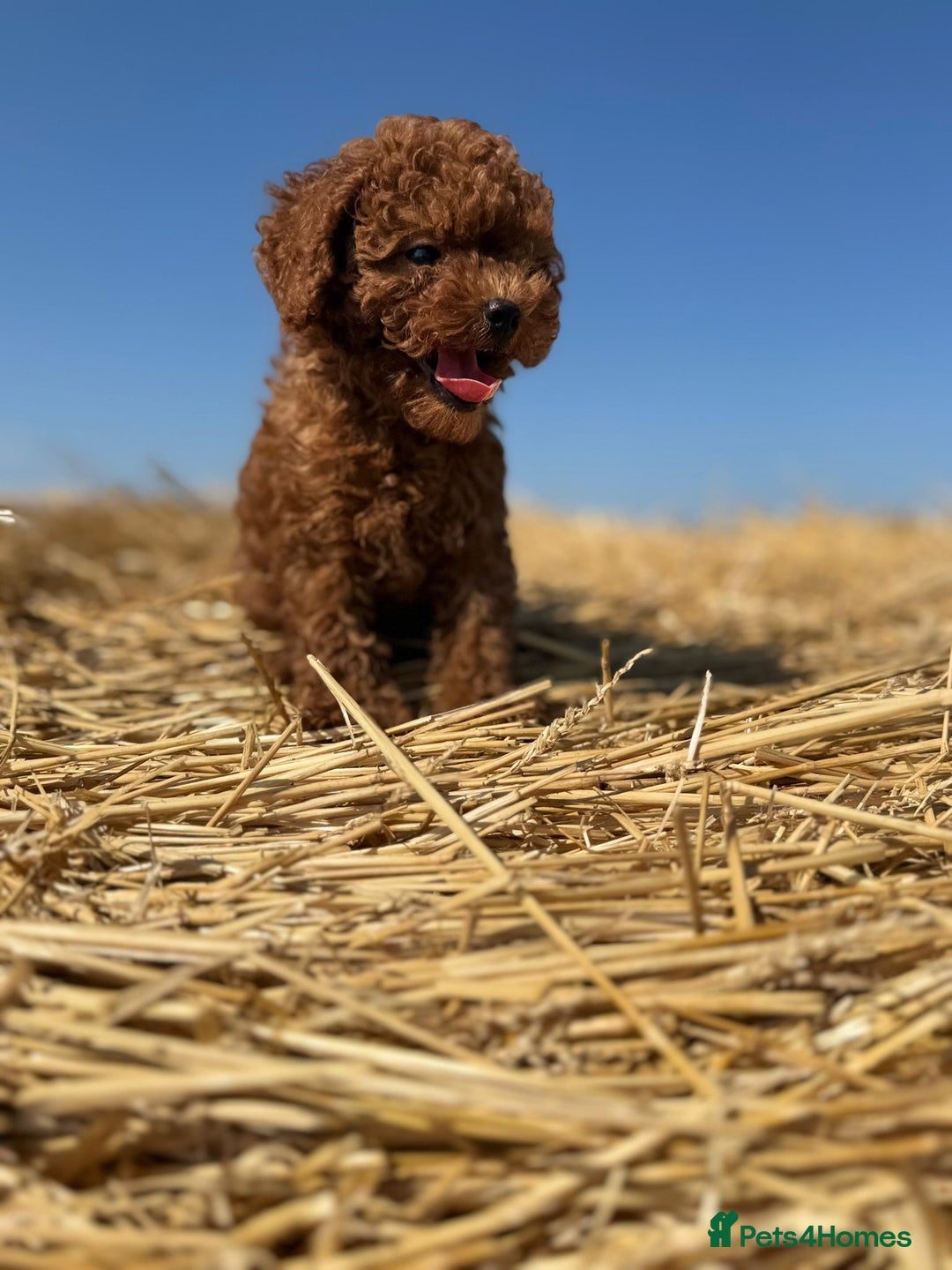 Toy Poodle dogs for sale: Toy Poodle Puppy – Red Apricot Girl - Image 22