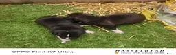 Staffordshire Bull Terrier dogs for sale: staffordshire bull terrier - Advert 7