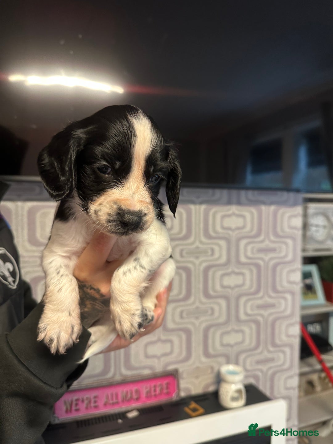 Cocker Spaniel dogs for sale: Cocker spaniel puppies  - Image 7