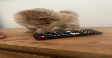 Maltipoo dogs - Advert 2