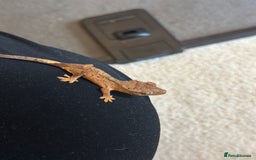 Gecko reptiles for sale: Brown Dalmatian Crested Gecko in Banbury - Image 14