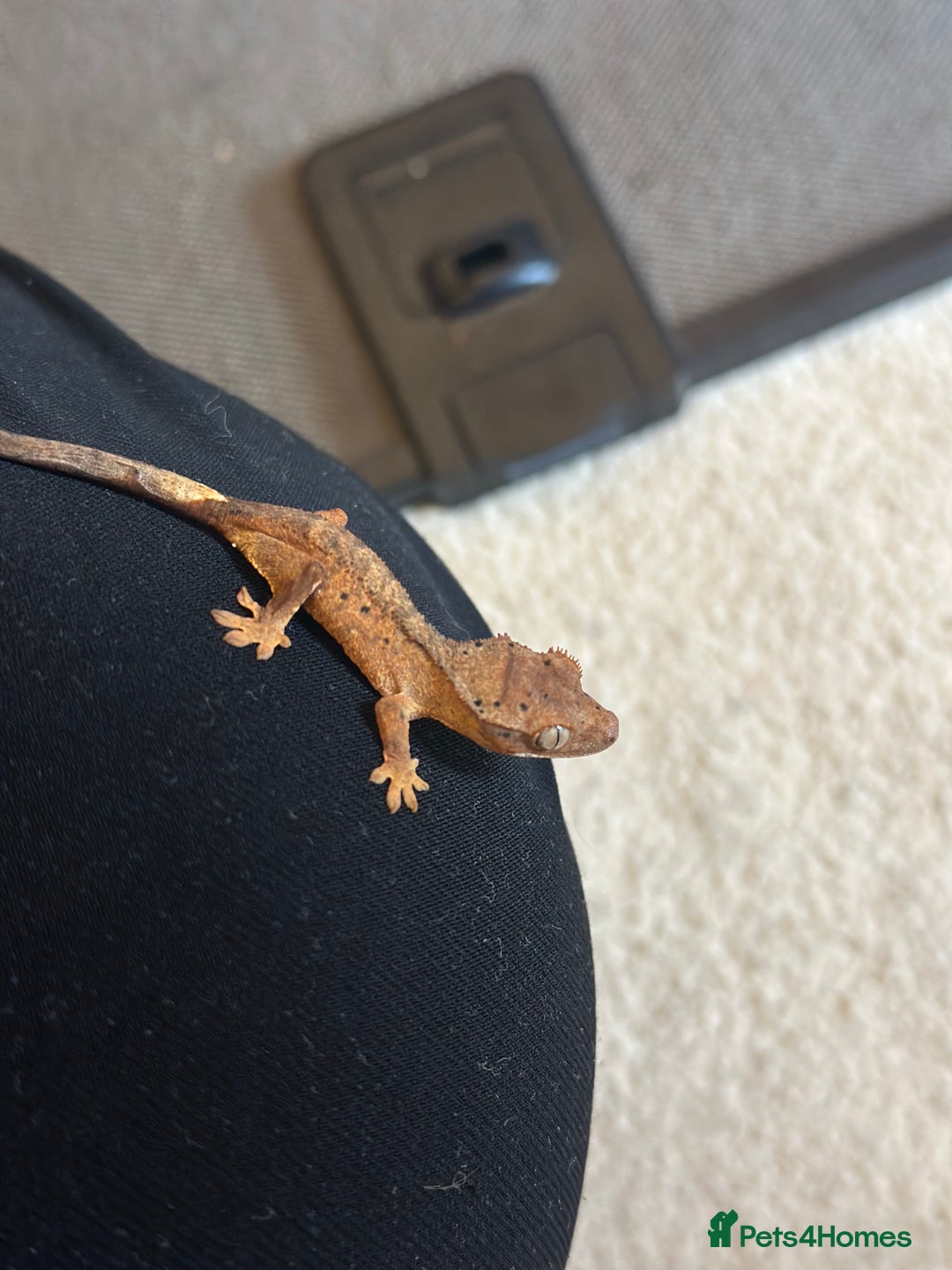 Gecko reptiles for sale: Brown Dalmatian Crested Gecko in Banbury - Image 14