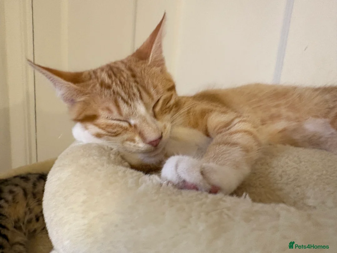 Bengal cats for sale: Two beautiful Bengal kittens  - Advert 2
