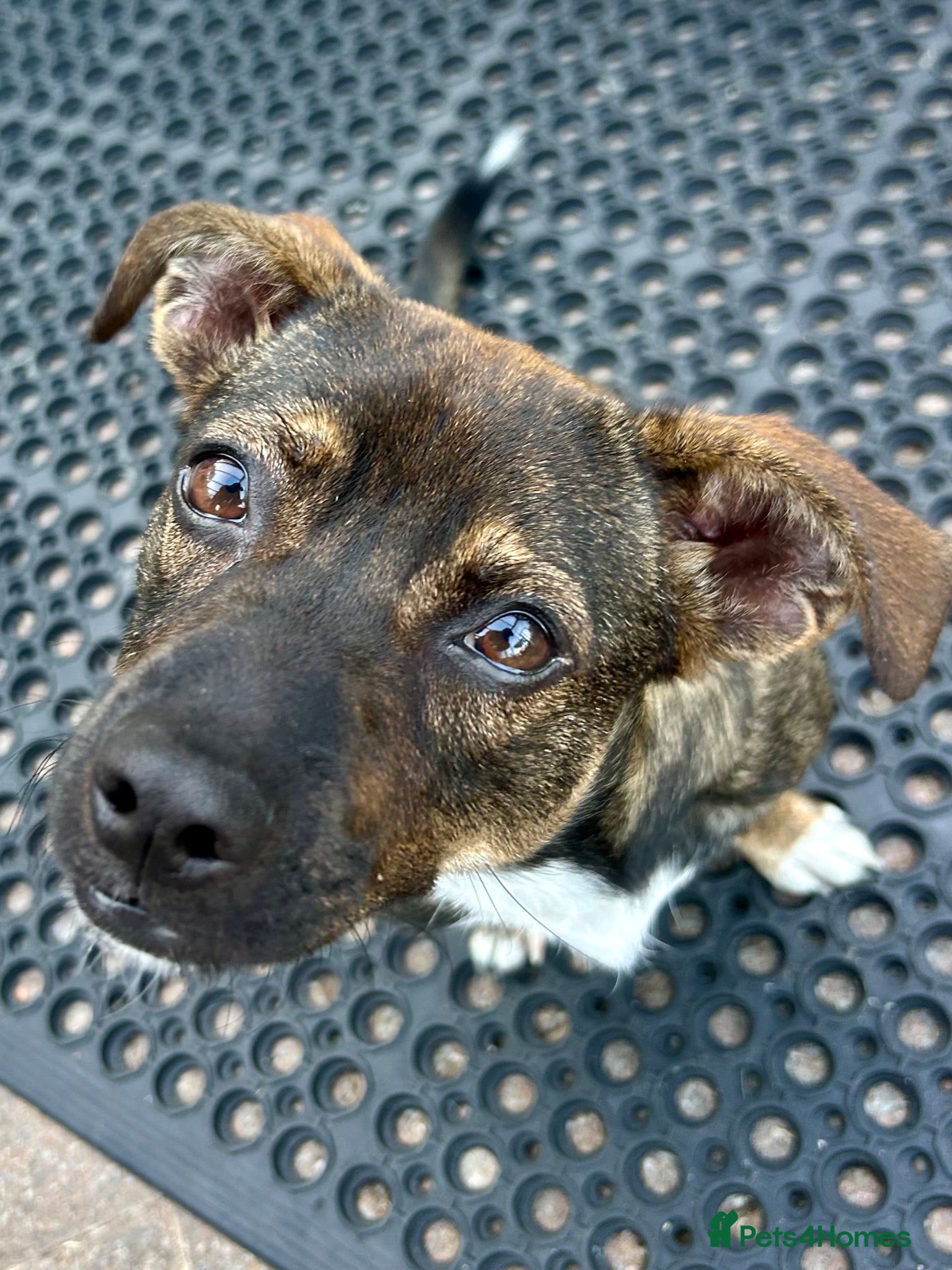 Mixed Breed dogs Star for Adoption - 18 mths old - Advert 6