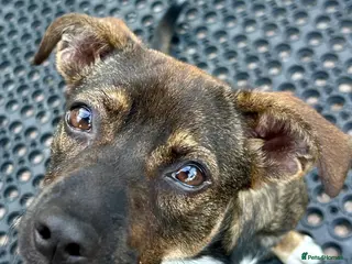 Mixed Breed dogs Star for Adoption - 18 mths old - Advert 6