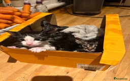 Mixed Breed cats for sale: Soft, Sweet, and Full of Fun…. - Advert 5