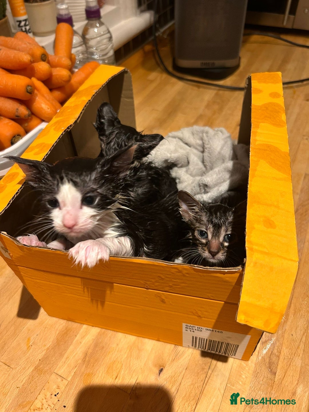 Mixed Breed cats for sale: Soft, Sweet, and Full of Fun…. - Advert 5