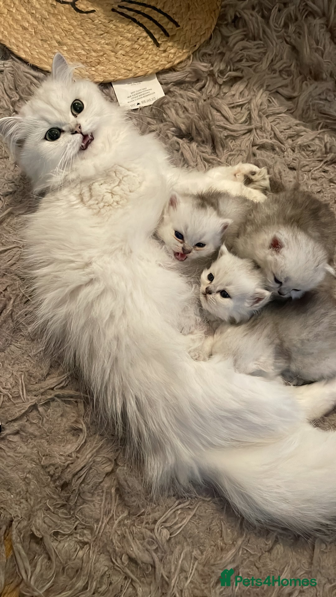 Persian cats for sale: 3 Pure bred male Persian kittens for sale  - Image 13