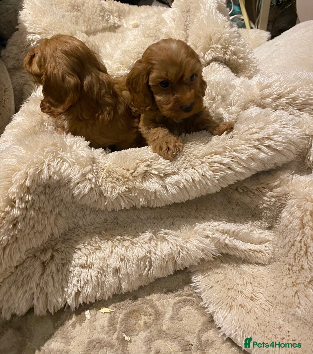 Cockapoo dogs for sale: F1 Cockapoo red puppies - Image 11
