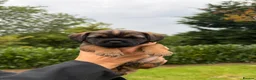 Border Terrier dogs for sale: 2 x Border Terrier Bitches.   - Advert 4