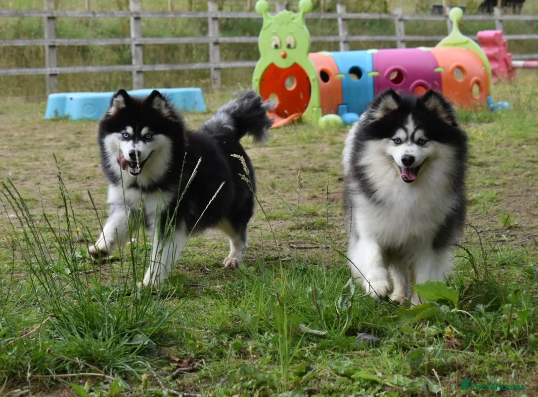 Pomsky dogs for sale: Genuine Pomsky puppies from health tested parents - Advert 1