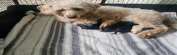 Schnoodle dogs for sale: 🐶 F2 Schnoodles looking for their loving Homes 🐶 in Romford - Advert 6