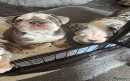 Olde English Bulldogge dogs for sale: Old English bulldog pups fluffy carriers❤️ - Image 28